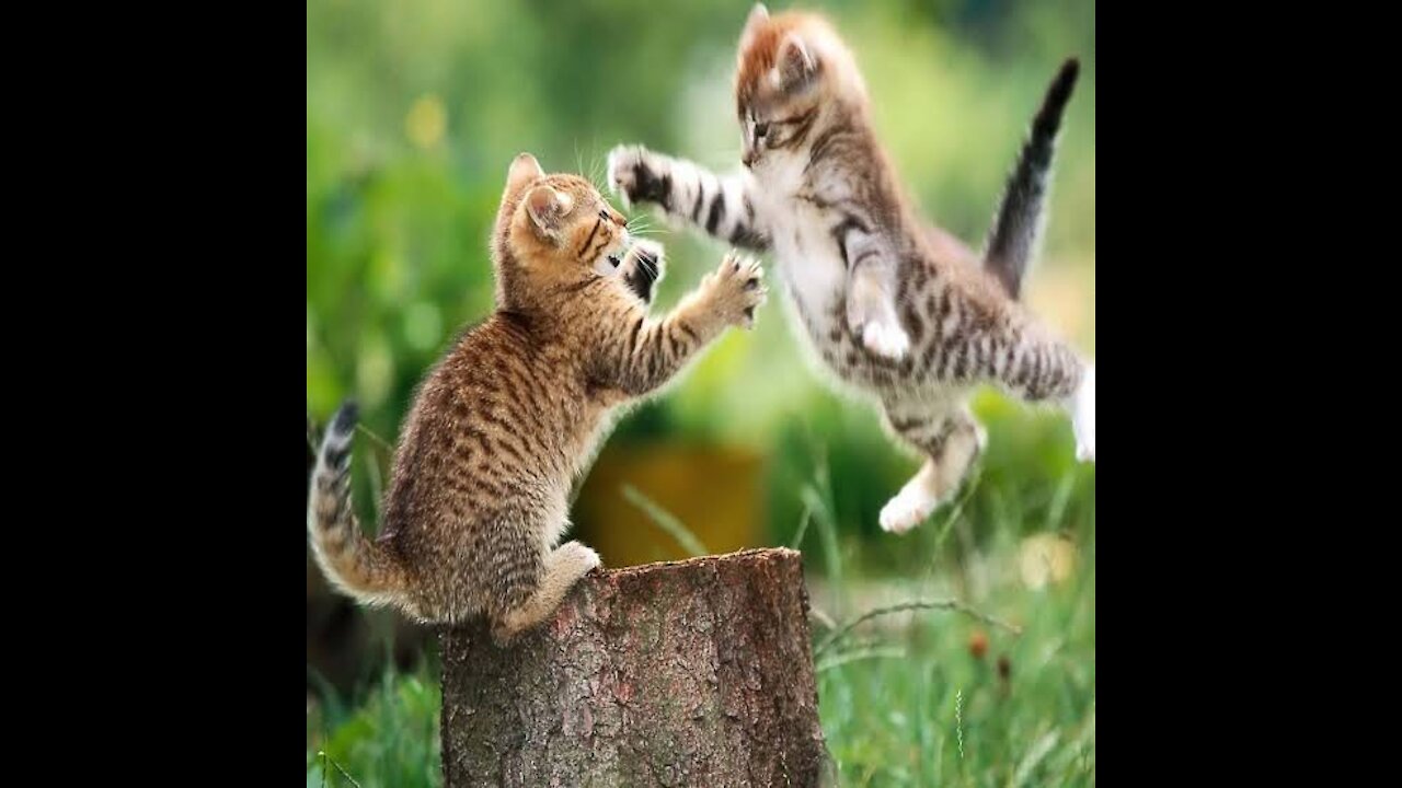 Funniest cat fights!