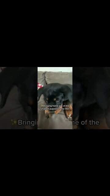 We love our big girl!! 🥰 #Shorts #rottweiler #dogs