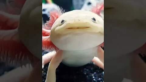 Axolotl Salamander #shorts #short