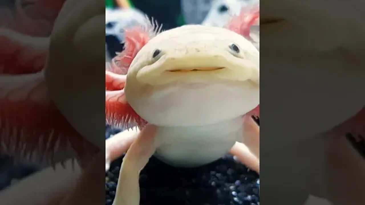 Axolotl Salamander #shorts #short