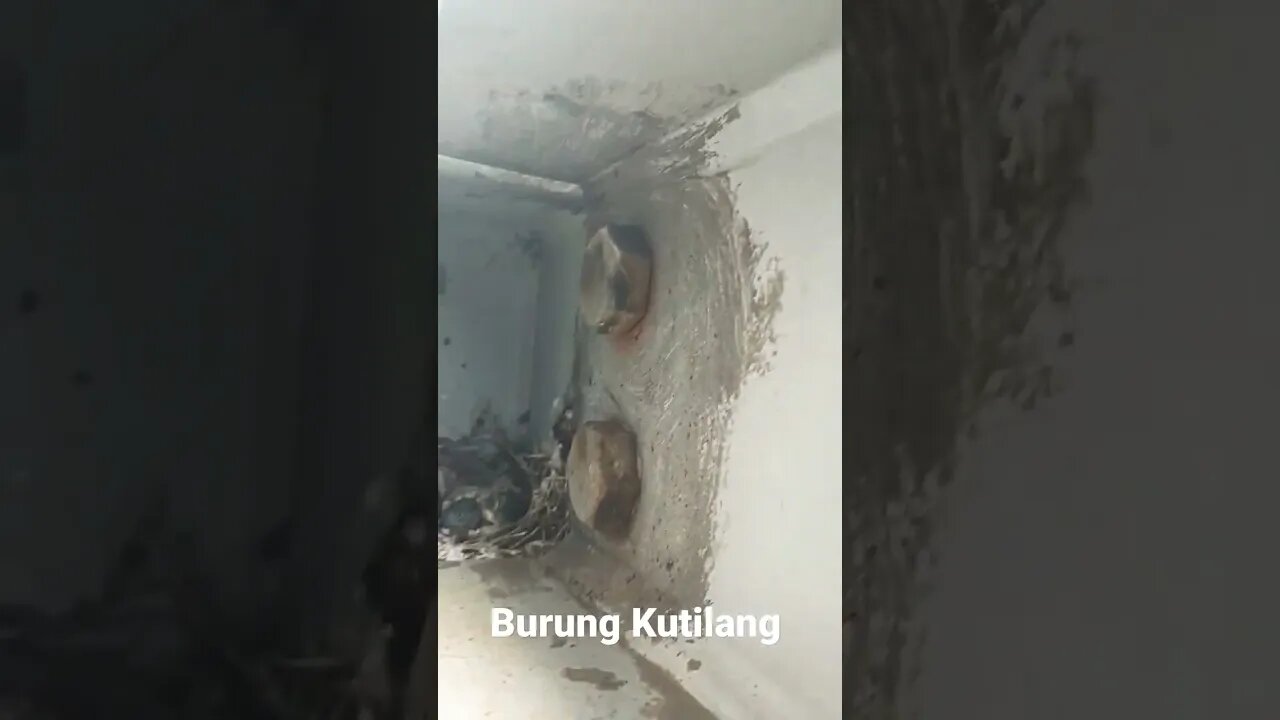 Ada sarang anakan burung kutilang ditempat kerja