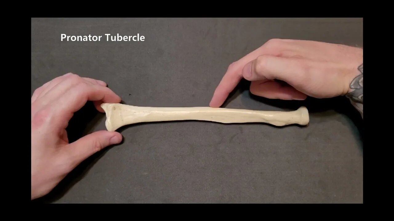 Identification of Bony Landmarks - Ulna & Radius