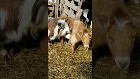 #goats #homesteading #homestead #farmanimals #farm #farmlife