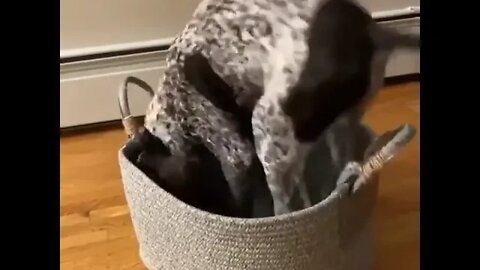 A perfect fit