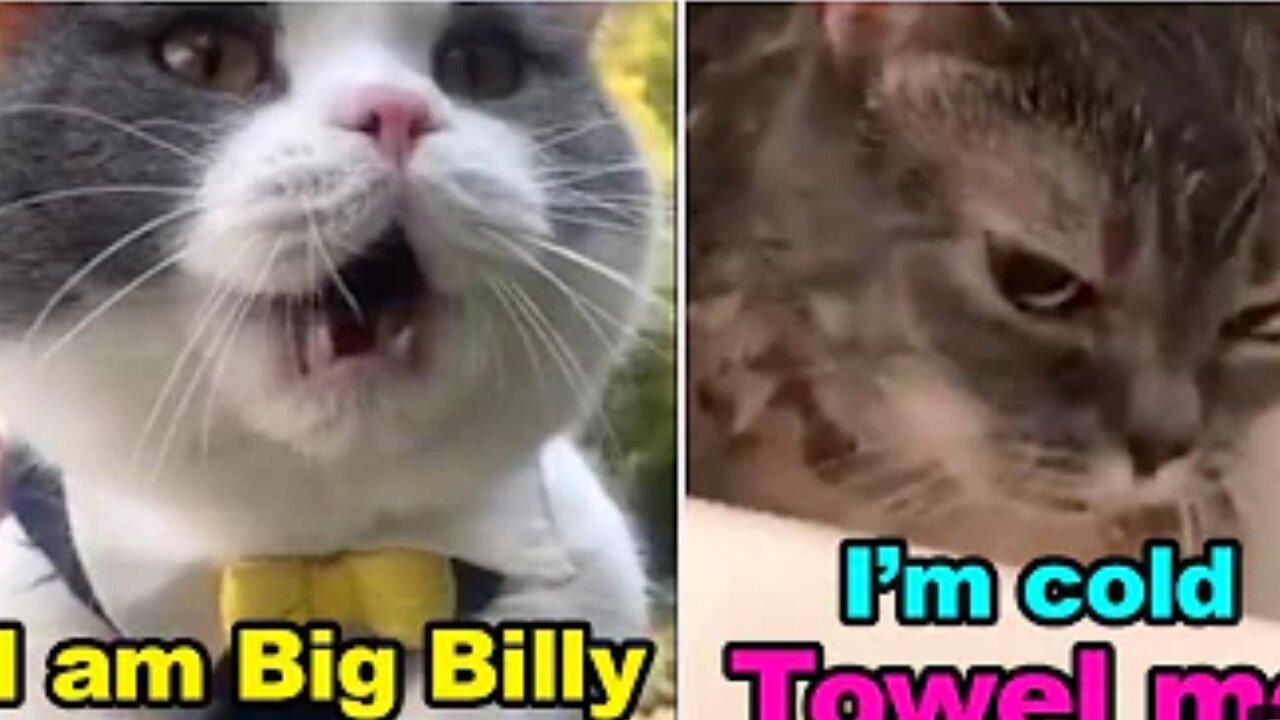 Cats talking (These cats can speak English better than human!)