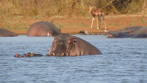 Common Hippopotamus (Hippopotamus amphibius)