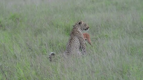 Incredible footage of leopard behaviour during impala kill - Sabi Sand Game Reserve, South69 9