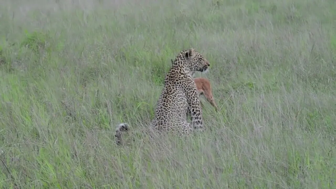 Incredible footage of leopard behaviour during impala kill - Sabi Sand Game Reserve, South69 9