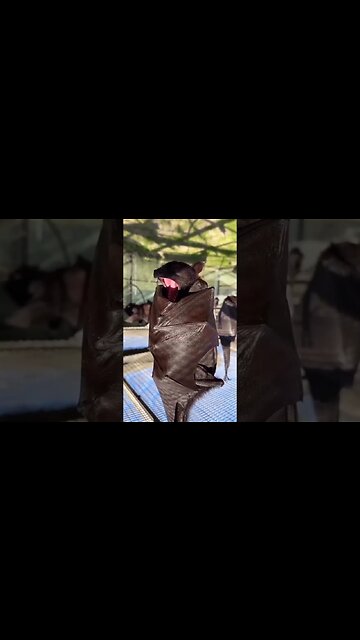 Real life vampire🧛‍♂️ 😱😱💀☠️ #shortsfeed