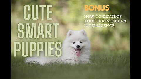 Cute Smart Puppies (dogs)