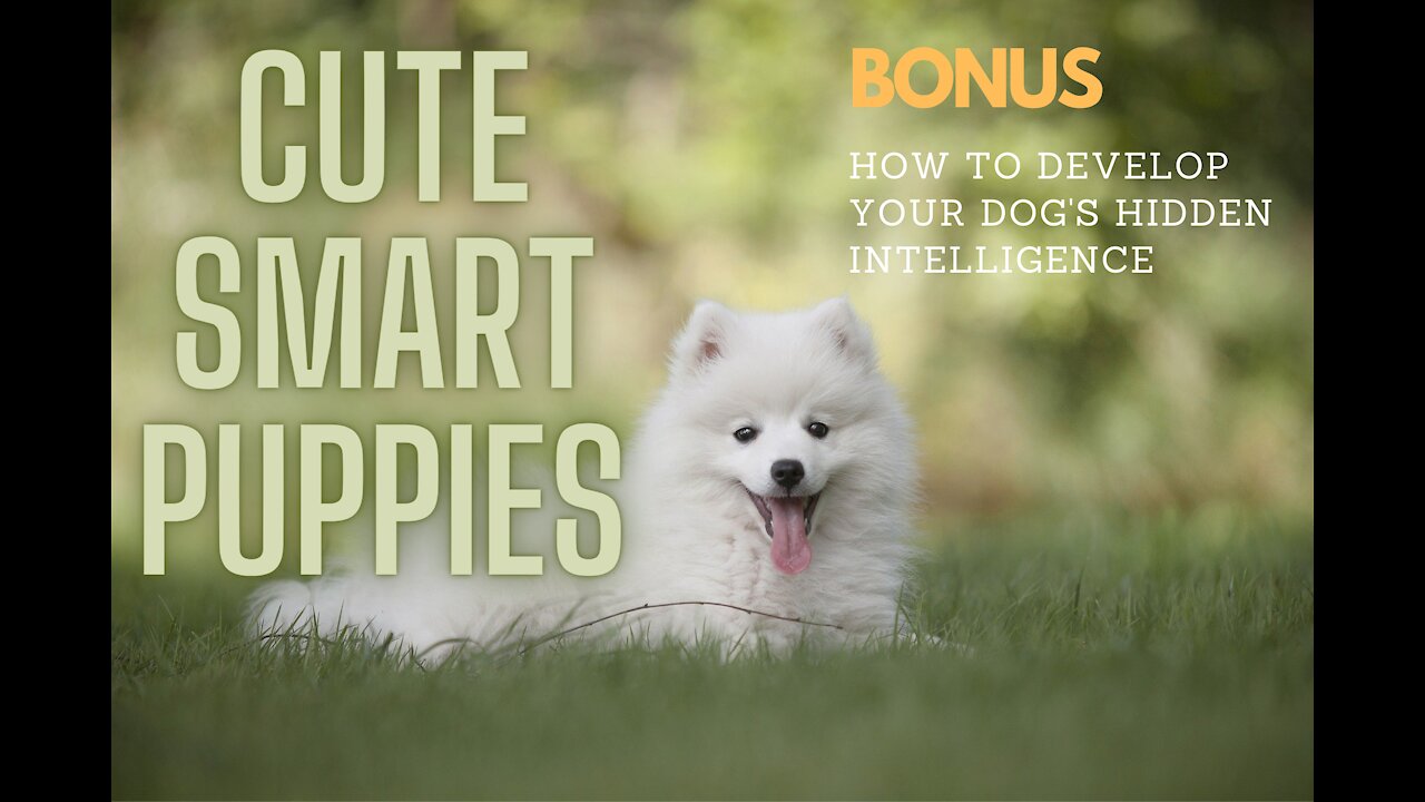 Cute Smart Puppies (dogs)