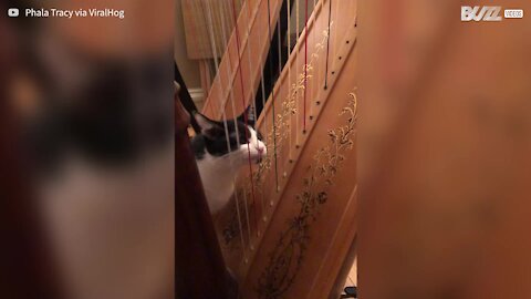 Cat "plays" harp with tongue