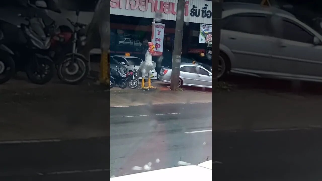 know your chicken #cibomato #phuketisland