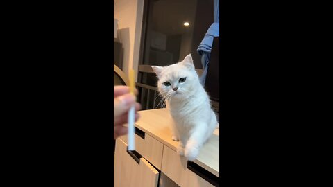 🐈