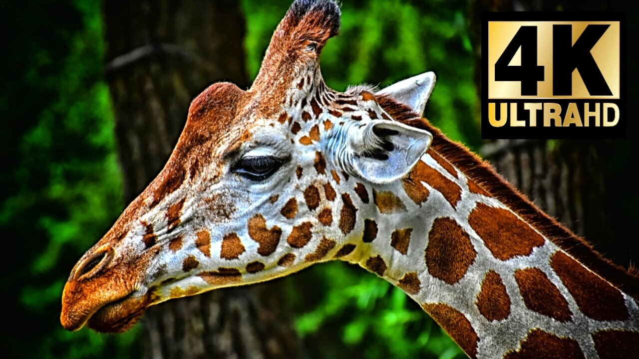 Wildlife Animals 4K Ultra HD Video 120 FPS (HDR) Part 1 by 16K HDR VIDEO in Discovery Wild Animals