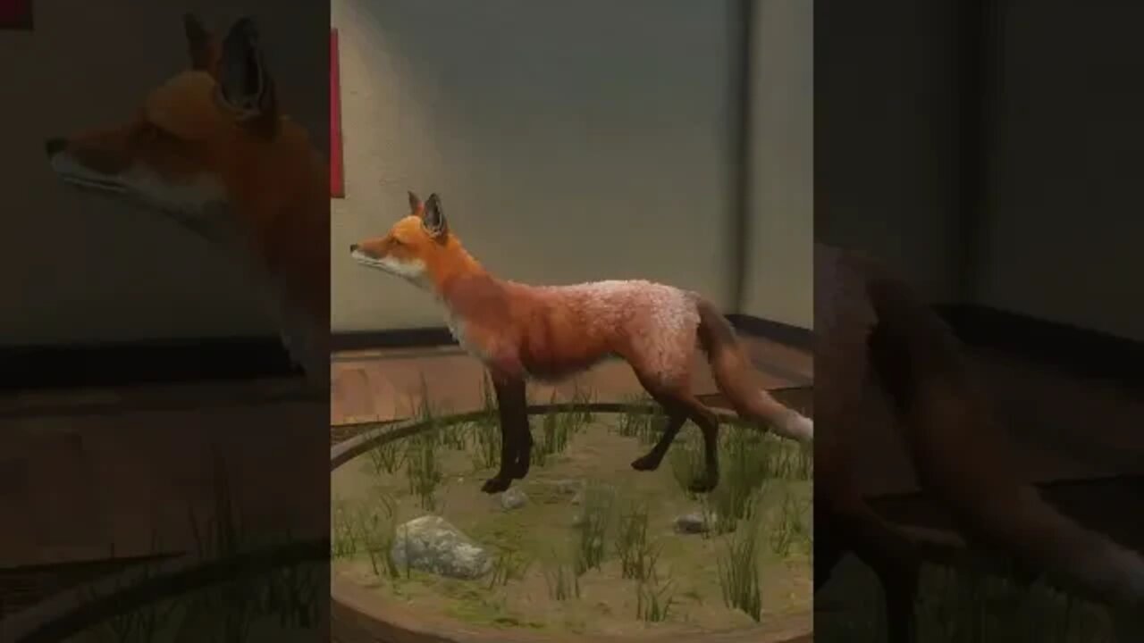 NEW Red Fox FUR 👀🦊 Before & After New England Update - theHunter: Call of the Wild #shorts