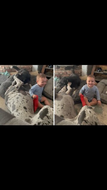 Playful toddler wants to be part of dog pack