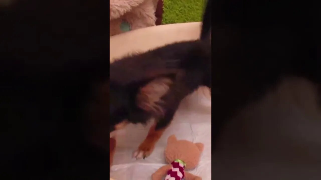 Funniest Cat and Dog Videos Compilation