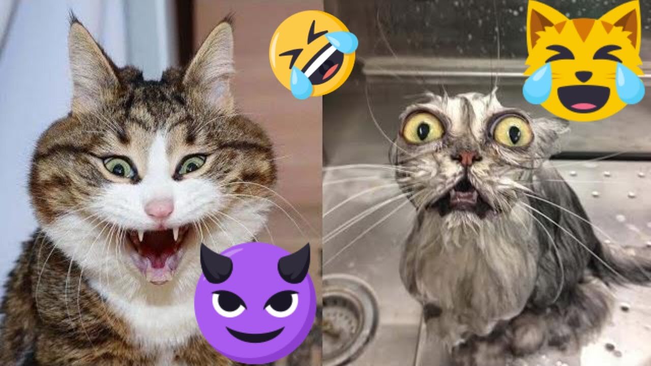 😂 Funny Cats 🐱 Compilation Try Not to Laugh Challenge | V 06 | Every Pet's