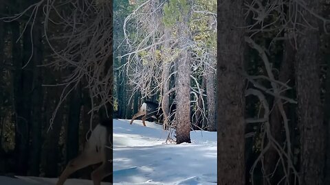 Creepin On Deer (winter edition)