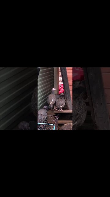 Baby guinea fowl enjoying outdoor time during second flood in two weeks!