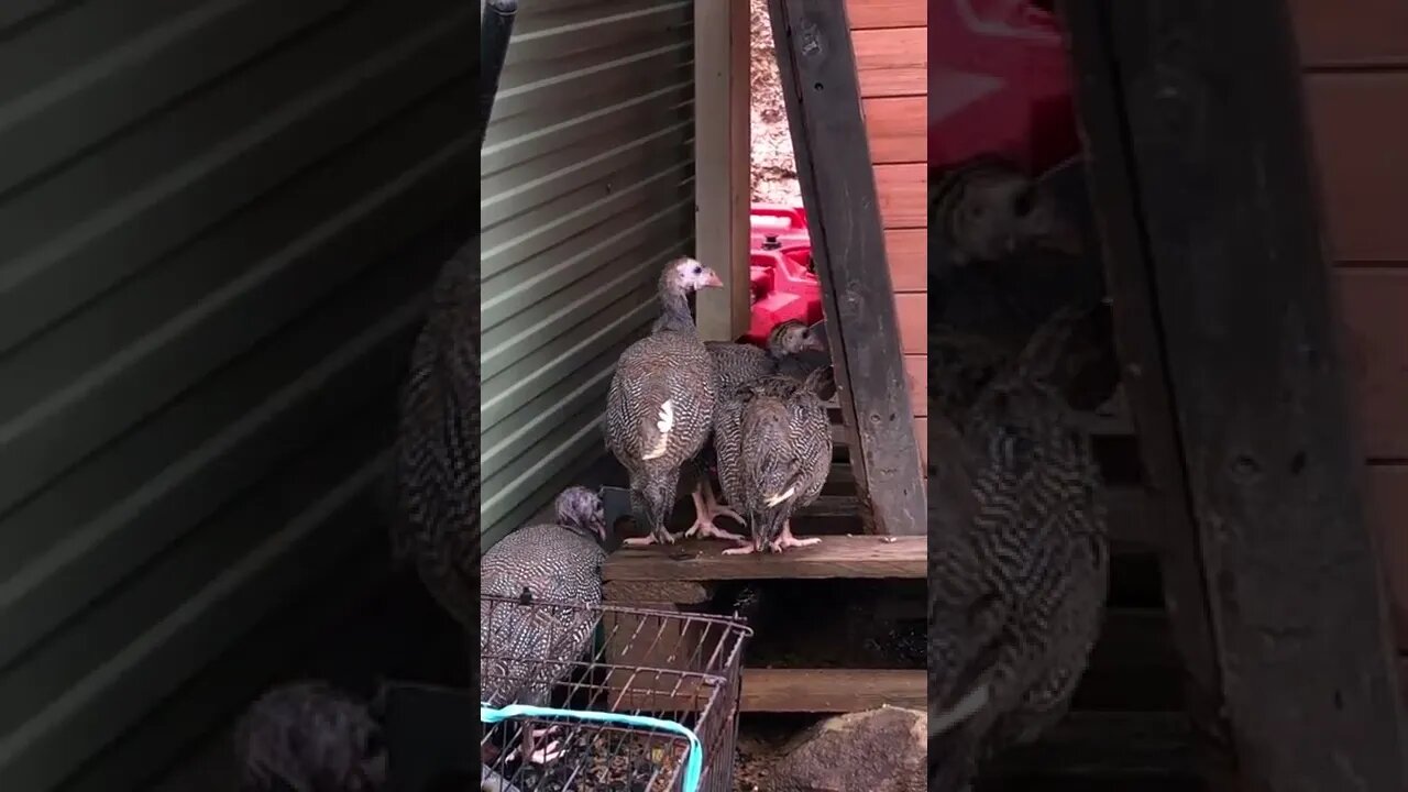 Baby guinea fowl enjoying outdoor time during second flood in two weeks!