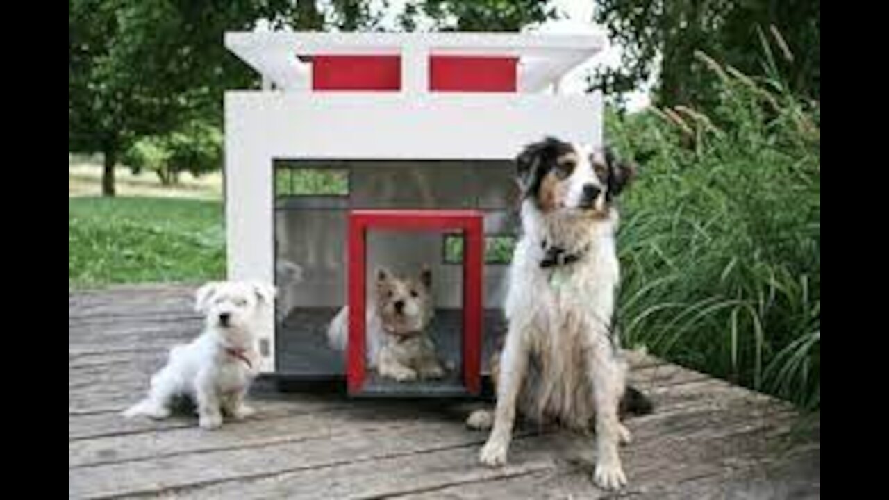 dog world take a tour of the most luxurious Dog Houses Ever