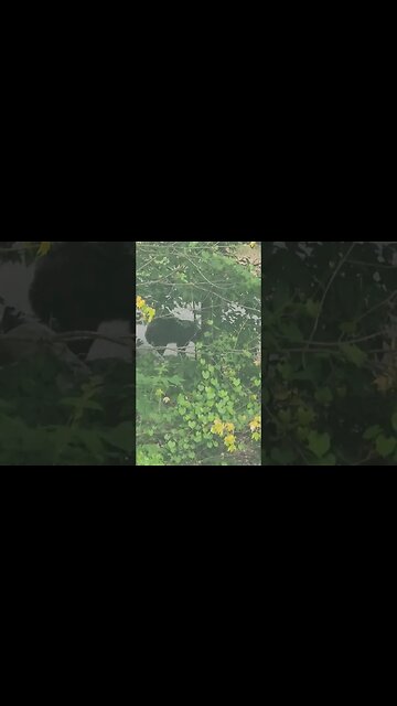 Caught a bear trying to sneak onto Bigfoot property