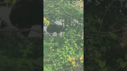 Caught a bear trying to sneak onto Bigfoot property