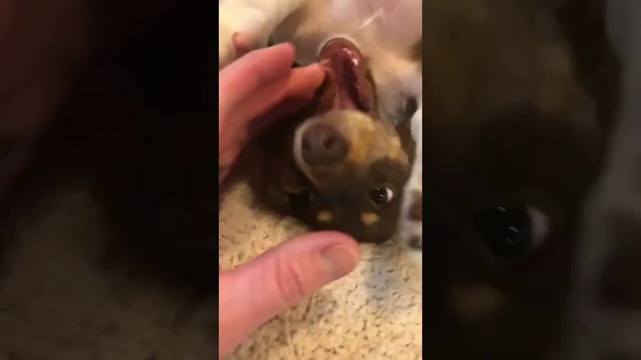 Her puppy teeth are falling out