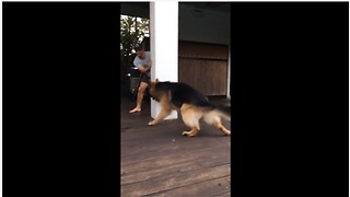 Energetic Dog Loves Playing Tag With Owner