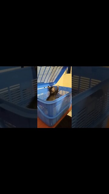 cat in the basket. #cat #cats