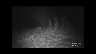 Fox Near Mogote, Colorado