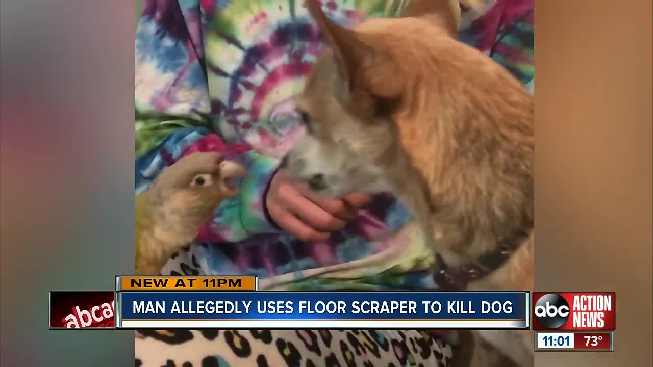 'Lucky' the chihuahua killed in domestic dispute