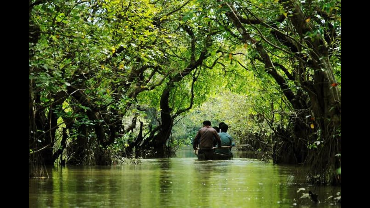 Ratargul swamp forest Bangladesh Enjoy time with friend