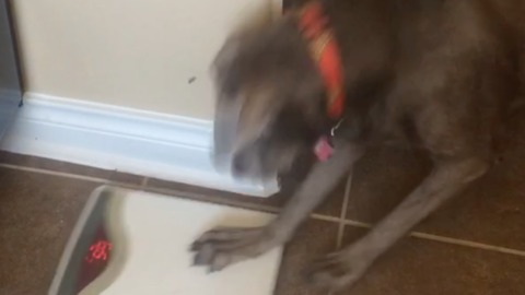 Dog Weighs Herself On Scale And Freaks Out After Seeing Her Weight