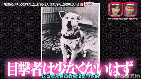 【中字】水曜日的Downtown 220406 - 見過忠犬八公的人還在世