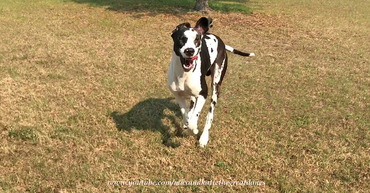 Funny Running Great Dane Misjudges His Stopping Distance