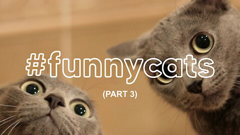 Funny cats complilation - part 3