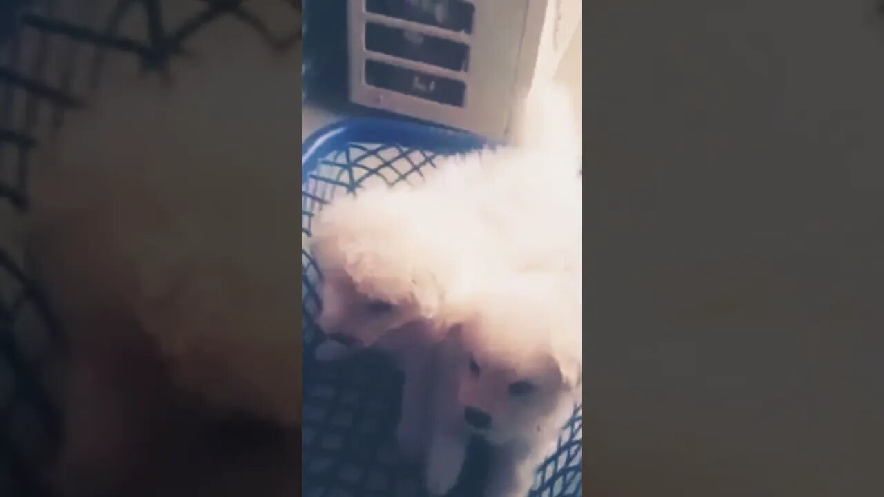 cutest puppies ever #shorts