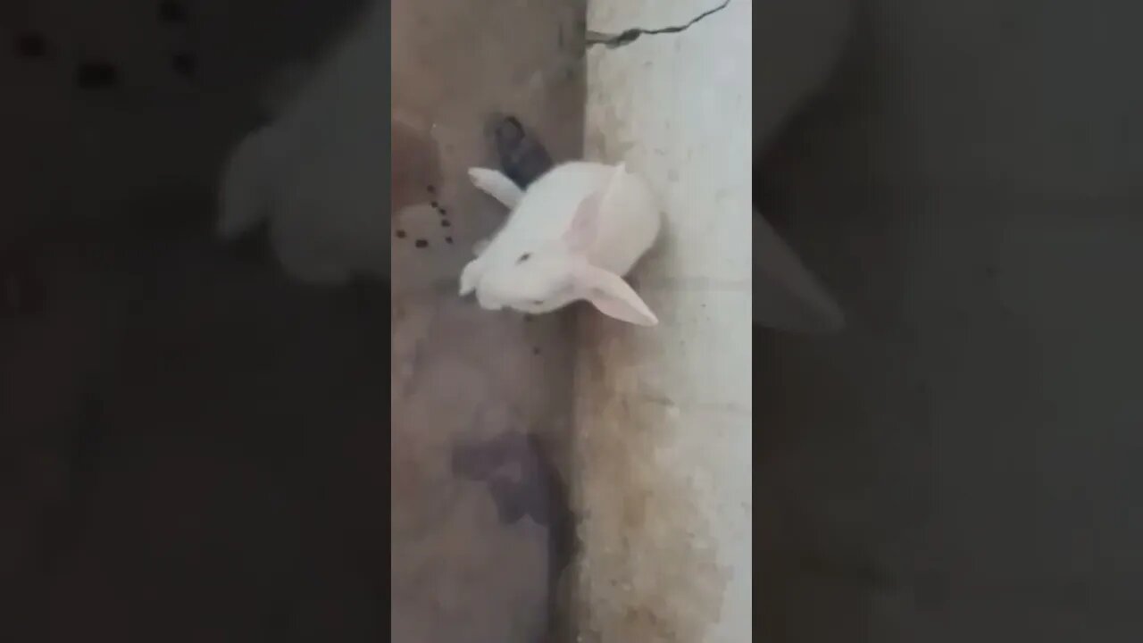 ডর না ই বাচ্চা আর খরগোশ