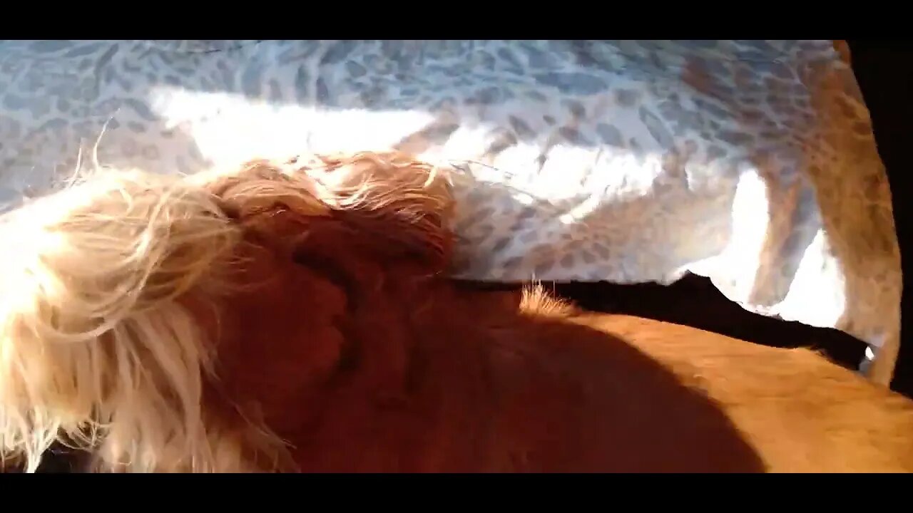 #dogshow , #animals , #dogs