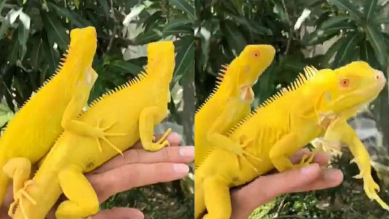 Gecko Cute Yellow Lizard 💛