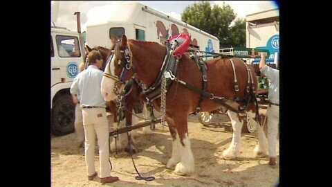 CUB Horses