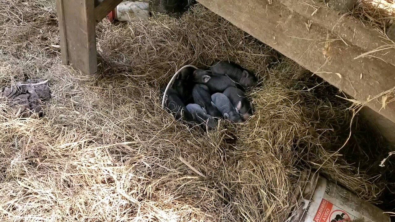 Surprise baby pigs on the farm