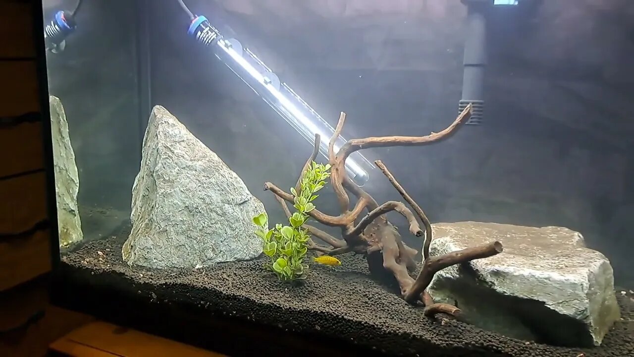 37 Gallon tank lives again! Sneak peak at my old tank and what is to come!