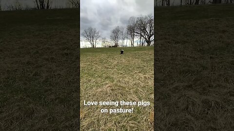 KuneKune pigs on pasture! #shorts