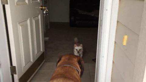 Big Dog Gets Scared Of A Tiny One