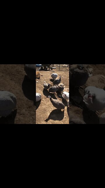 Chat with the guinea fowl. Guest appearance Slinky the dog.