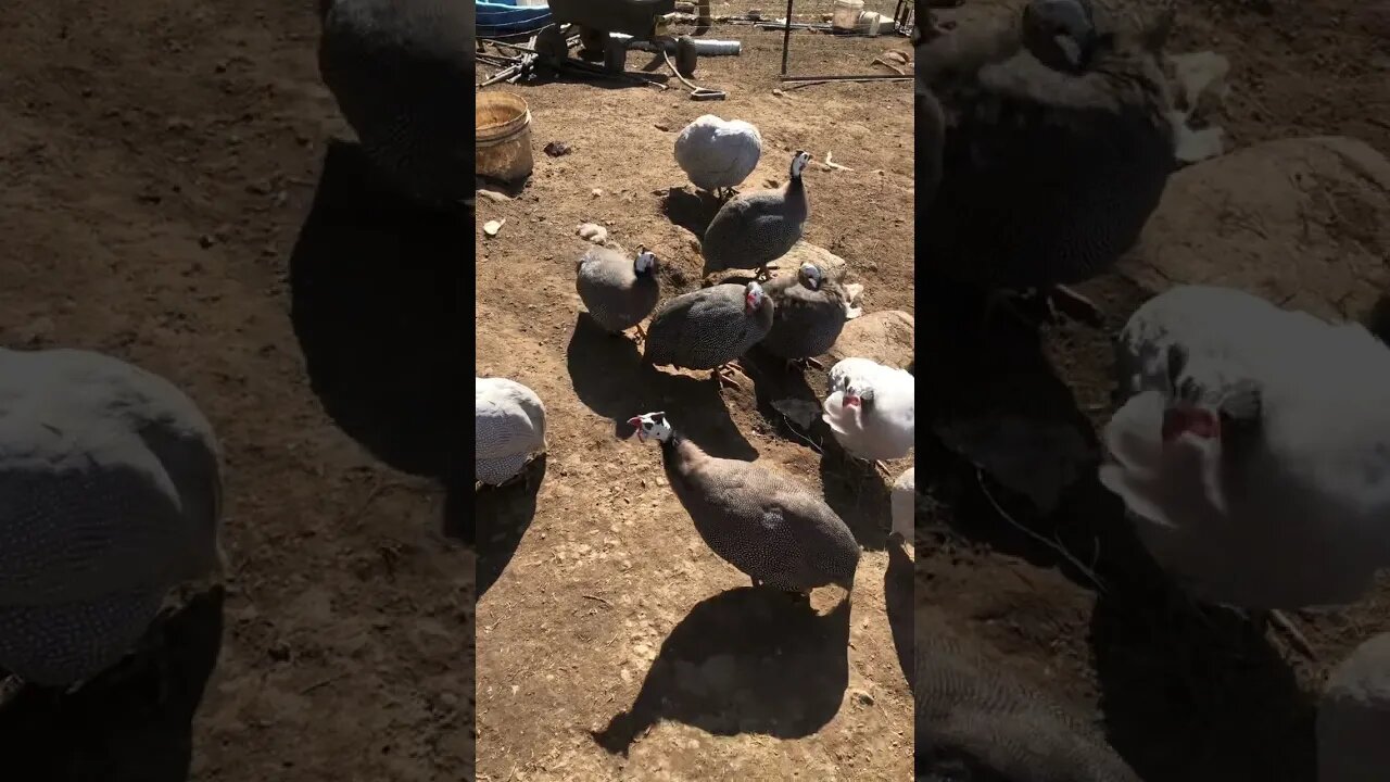 Chat with the guinea fowl. Guest appearance Slinky the dog.